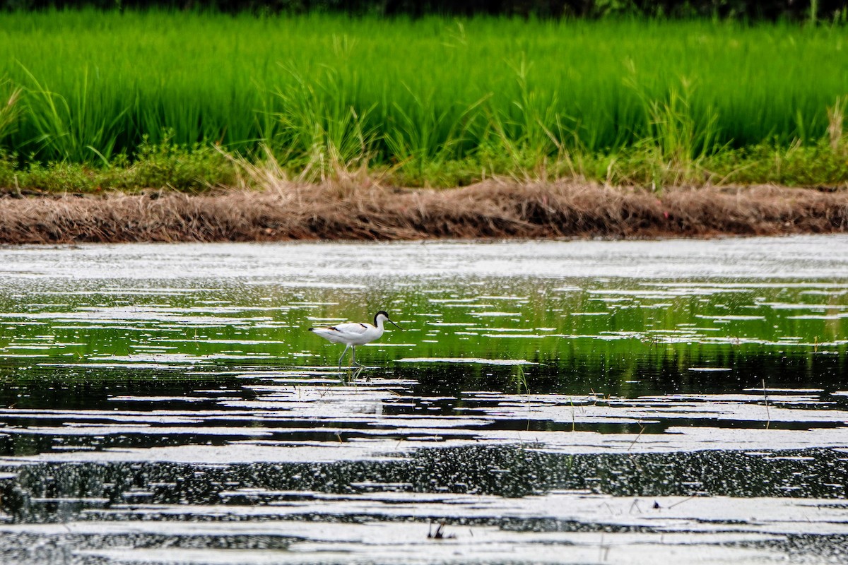 Pied Avocet - ML624181284