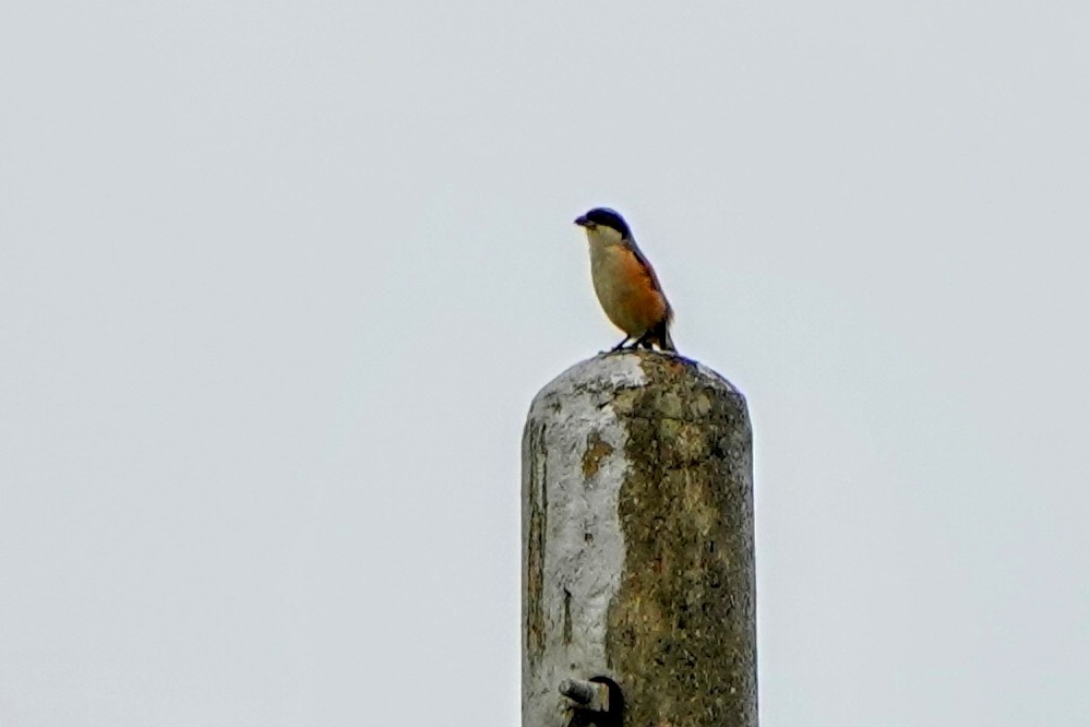 Long-tailed Shrike - ML624181292