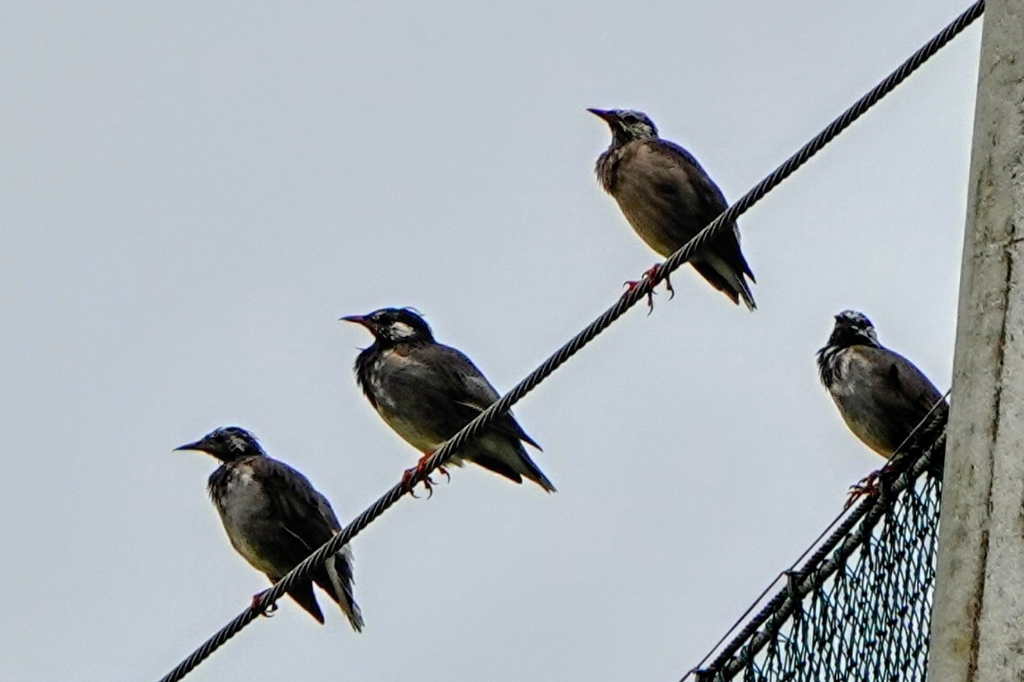 White-cheeked Starling - ML624181293