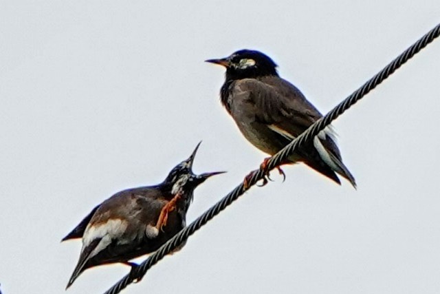 White-cheeked Starling - ML624181294