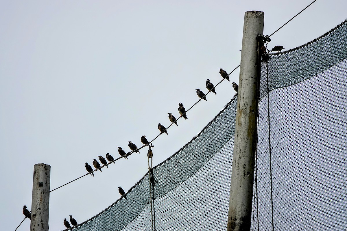 White-cheeked Starling - ML624181298