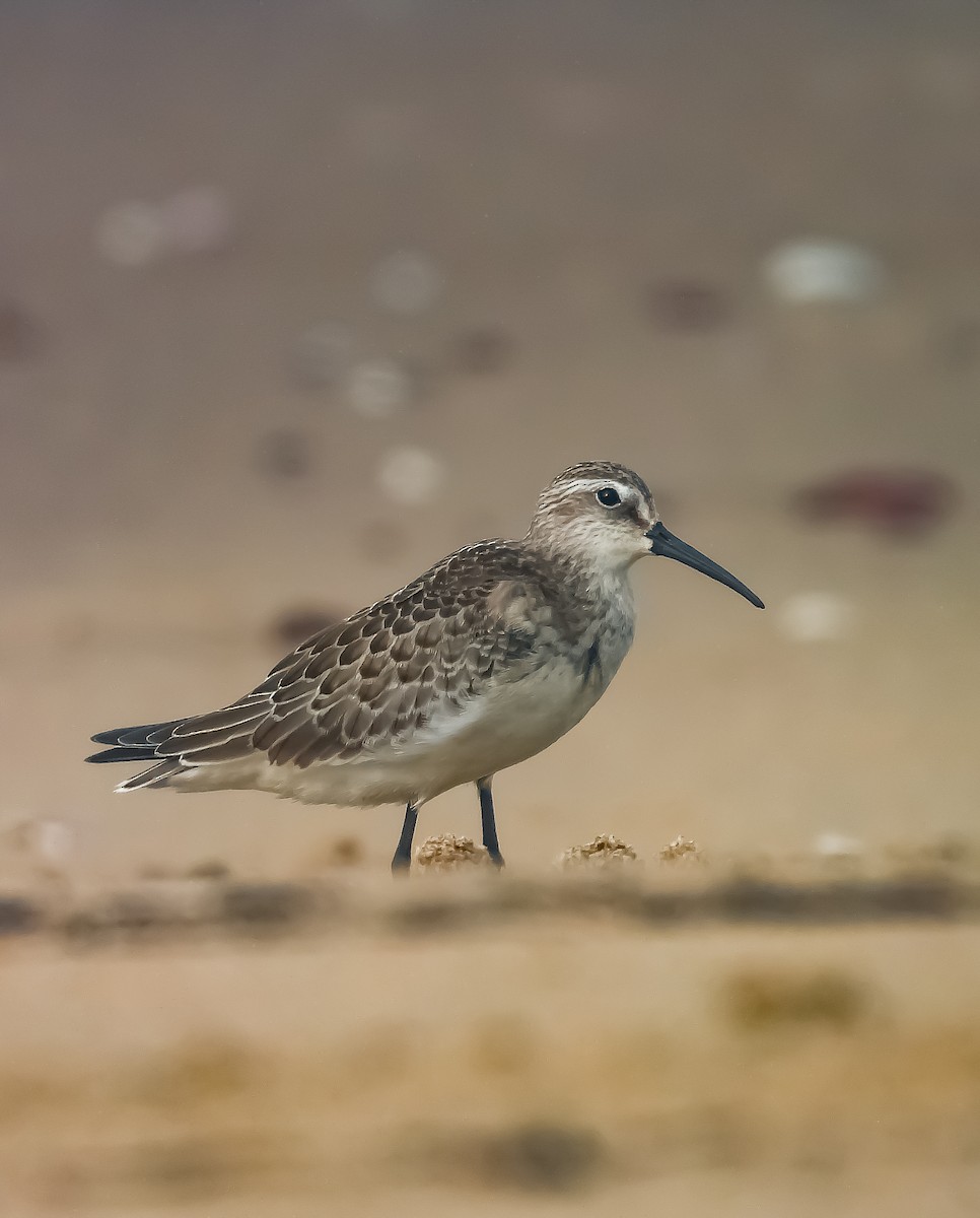 Curlew Sandpiper - ML624181299