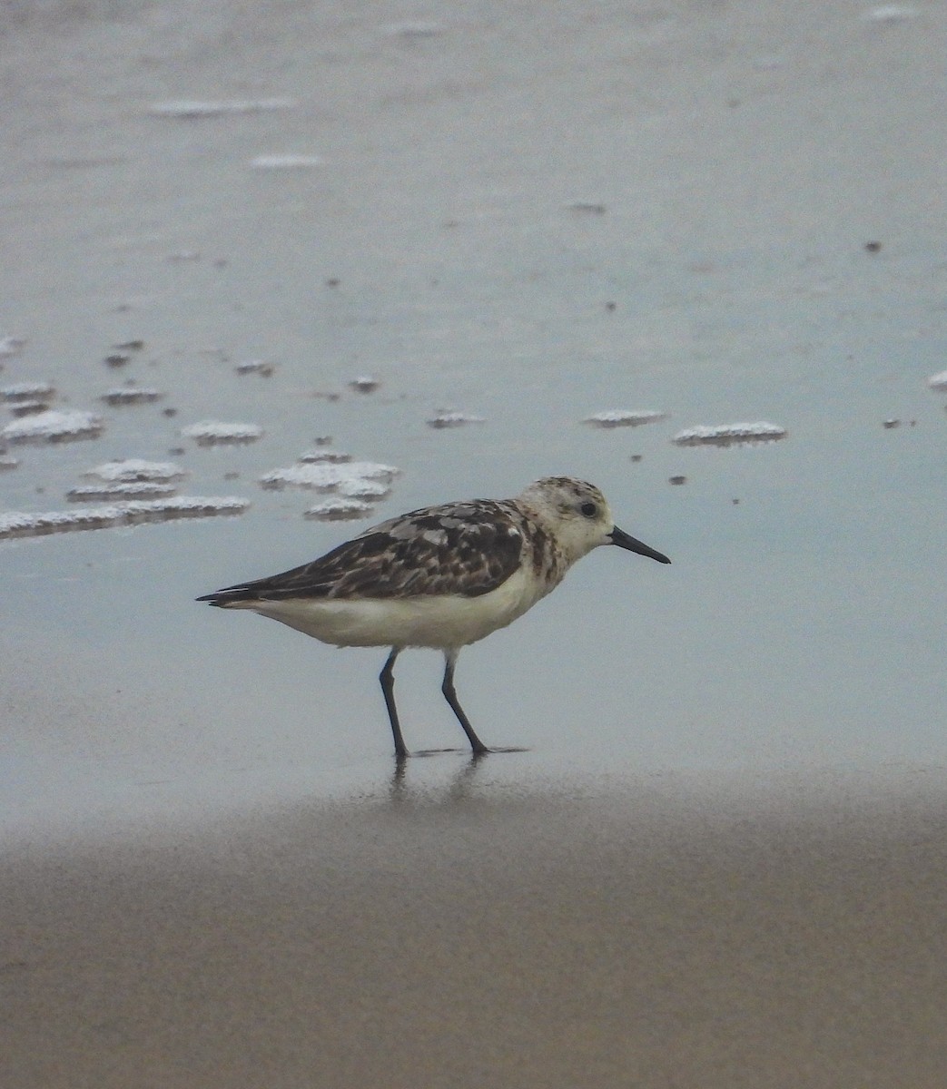 Sanderling - ML624181301