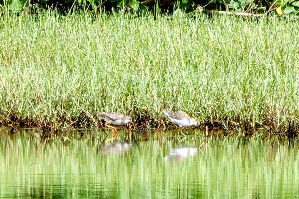 Gray-tailed Tattler - ML624181302