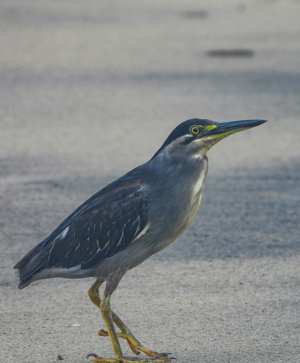 Striated Heron - ML624181326