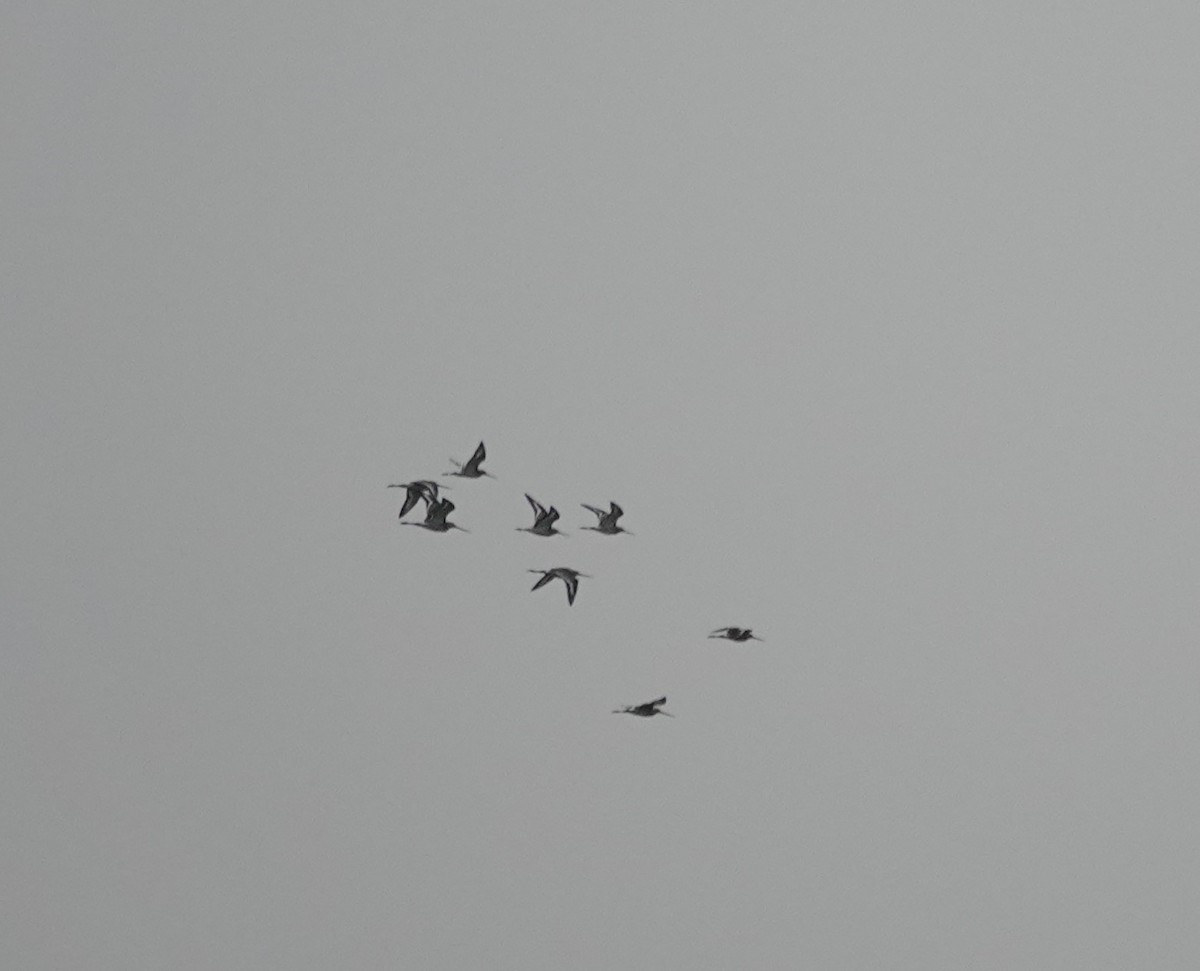 Black-tailed Godwit - Sagarika gupta