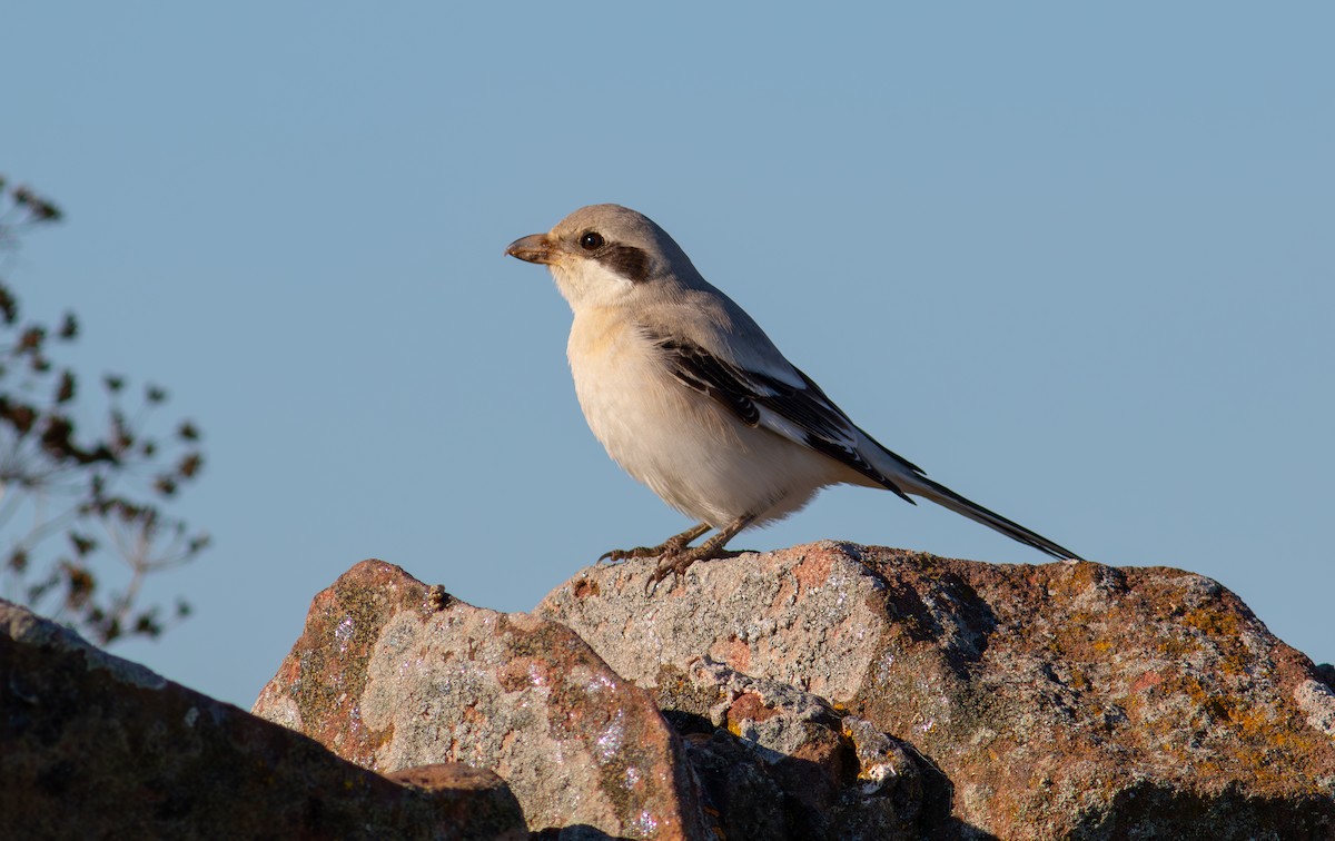 Great Gray Shrike - ML624181328