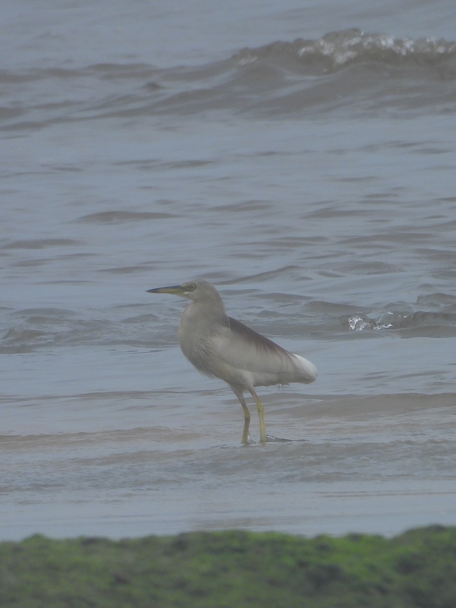 Indian Pond-Heron - ML624181329