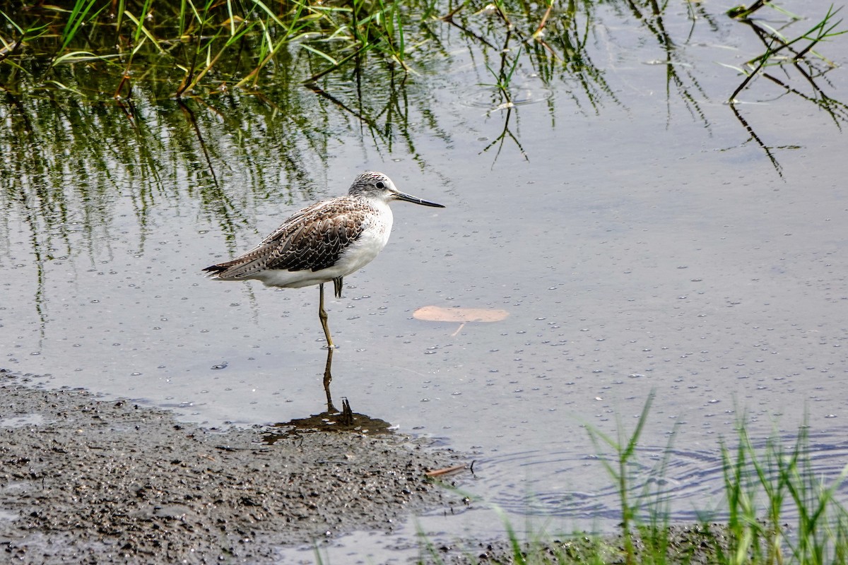 Common Greenshank - ML624181330