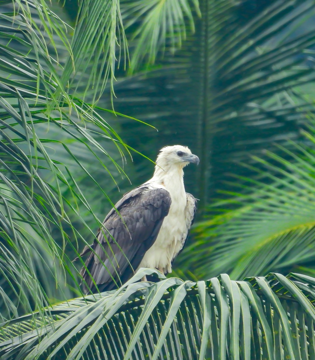 White-bellied Sea-Eagle - ML624181331