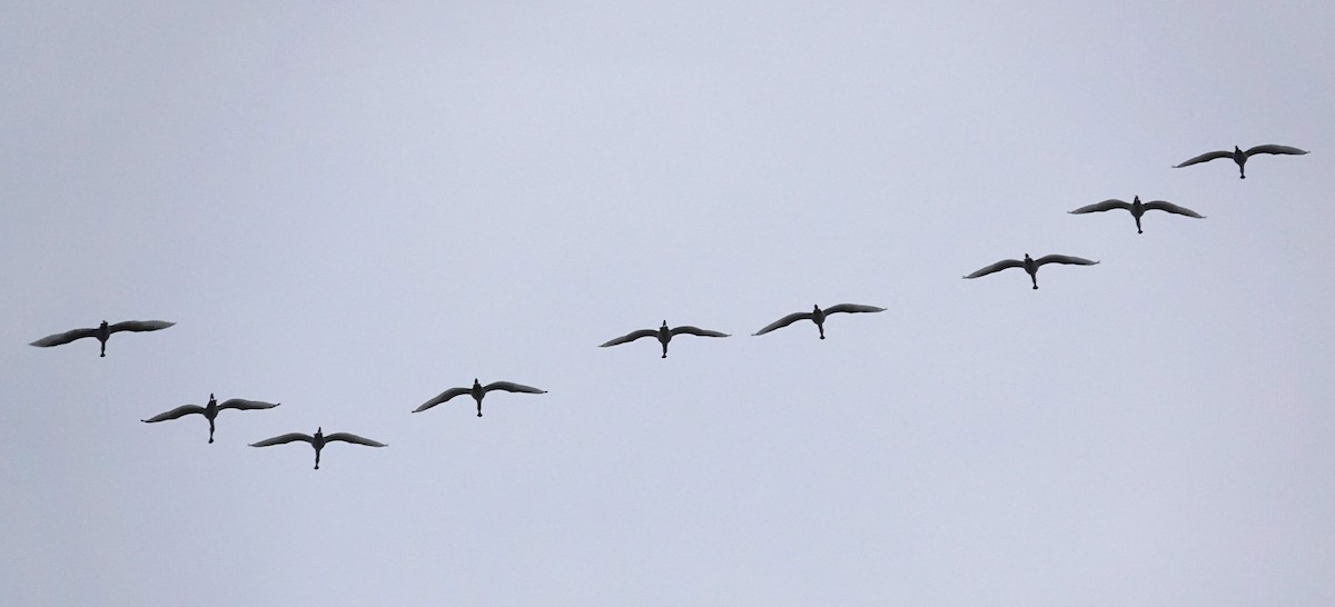 Eurasian Spoonbill - ML624181332