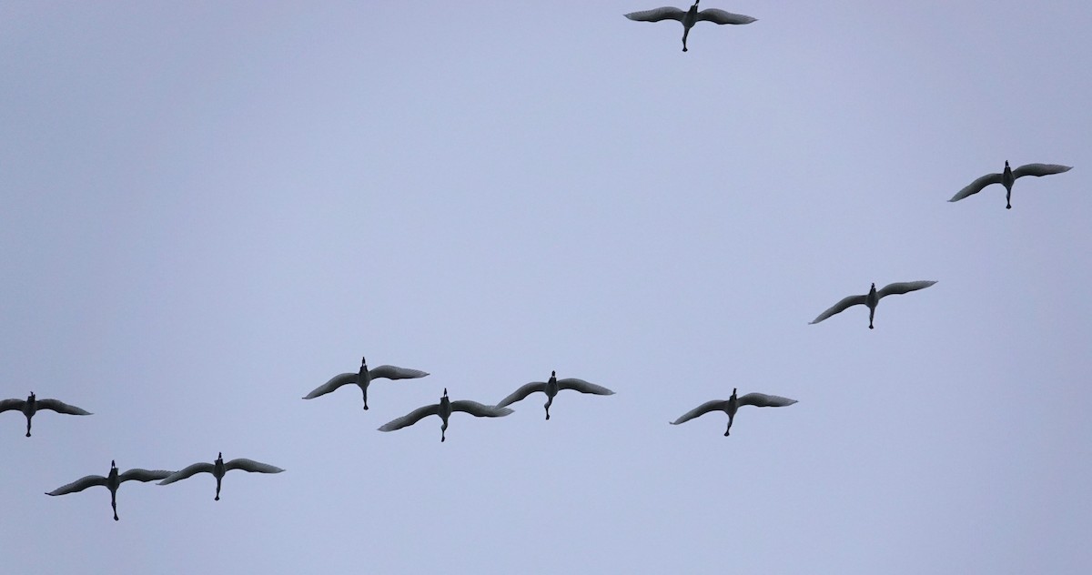 Eurasian Spoonbill - ML624181333