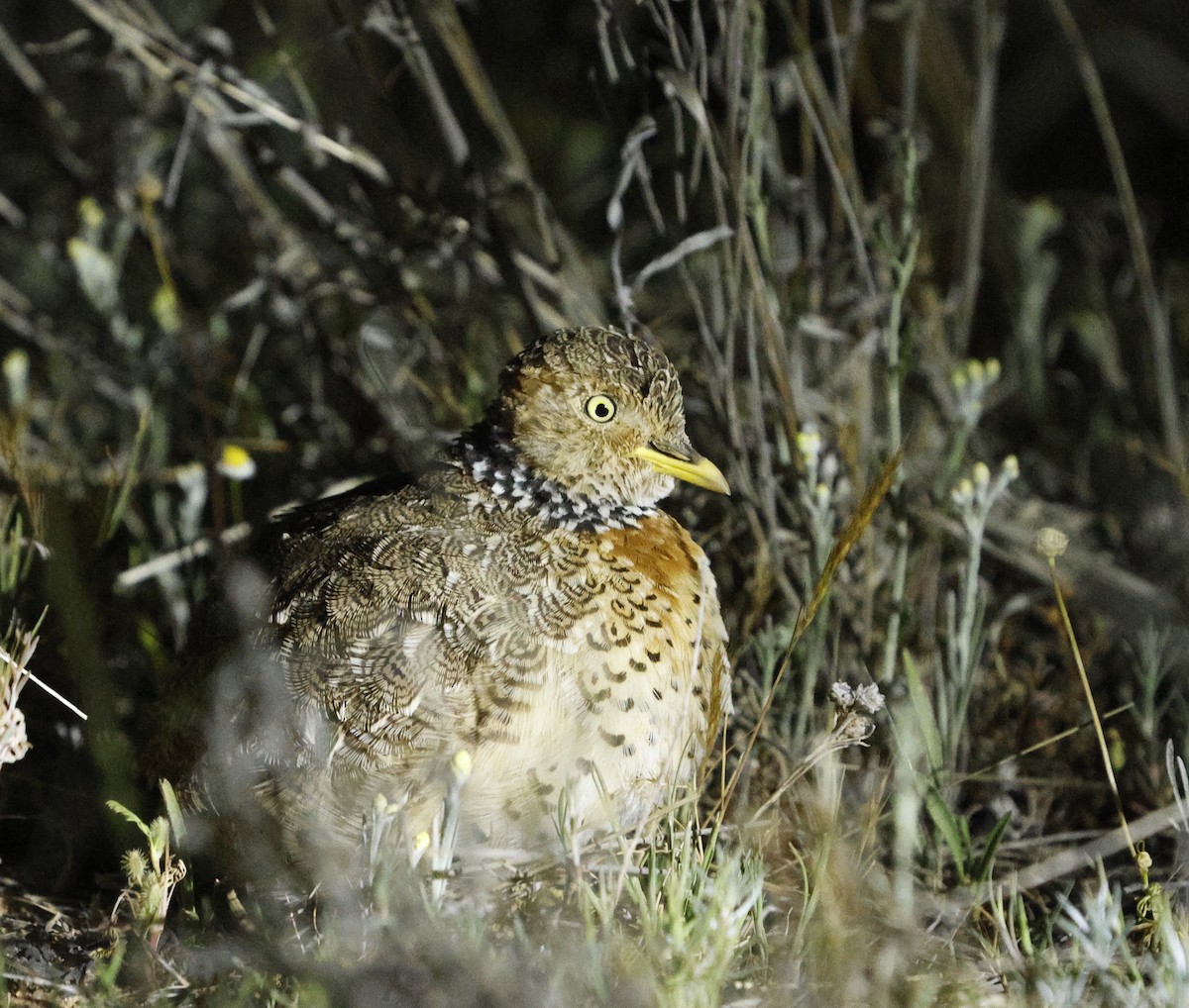 Plains-wanderer - ML624181336