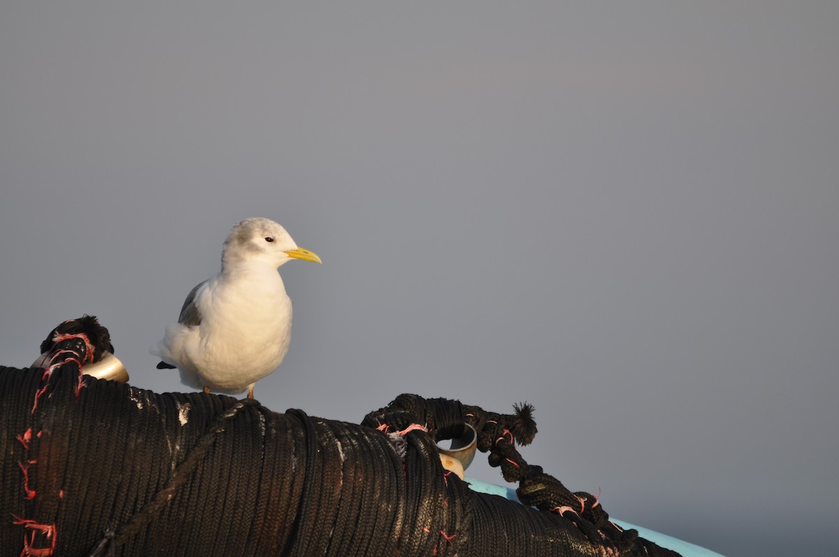 Mouette tridactyle - ML624181340