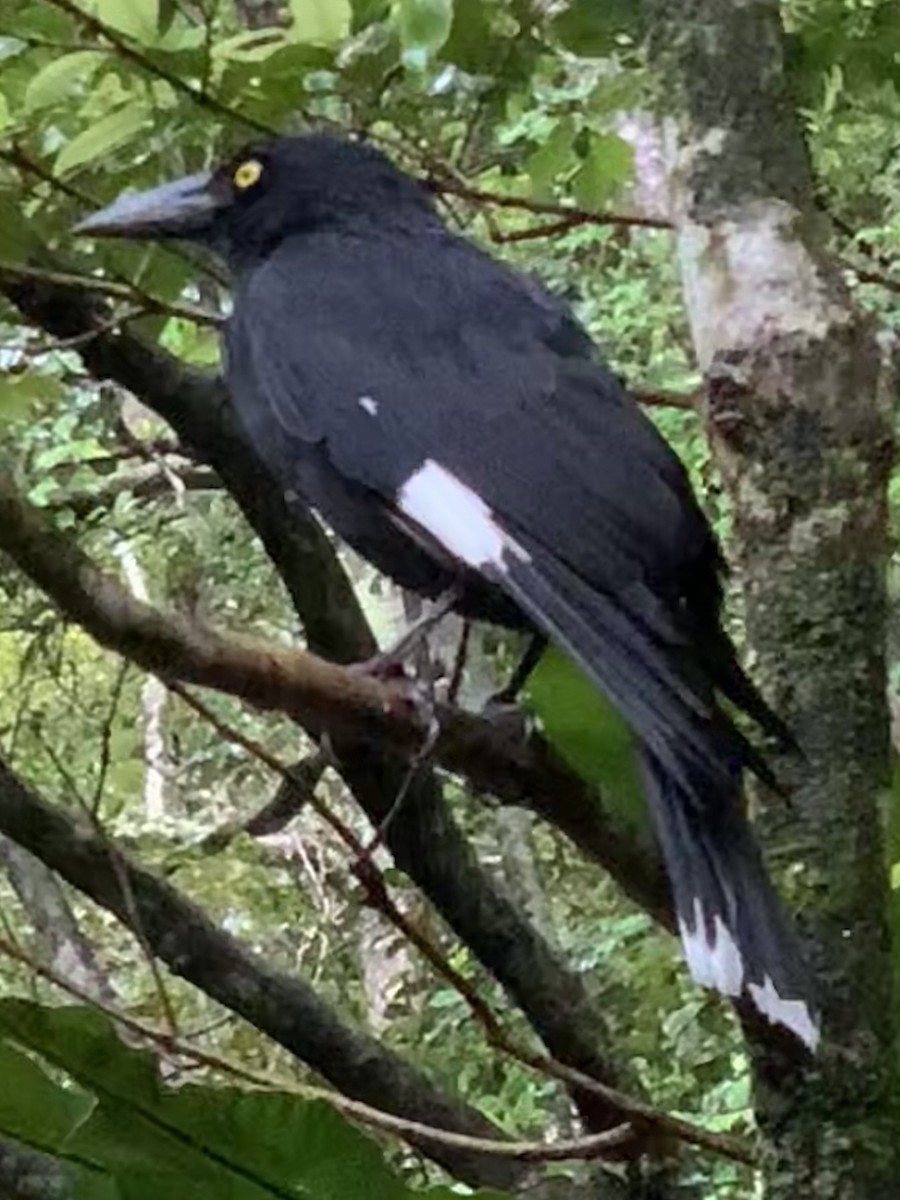 Pied Currawong - ML624181343