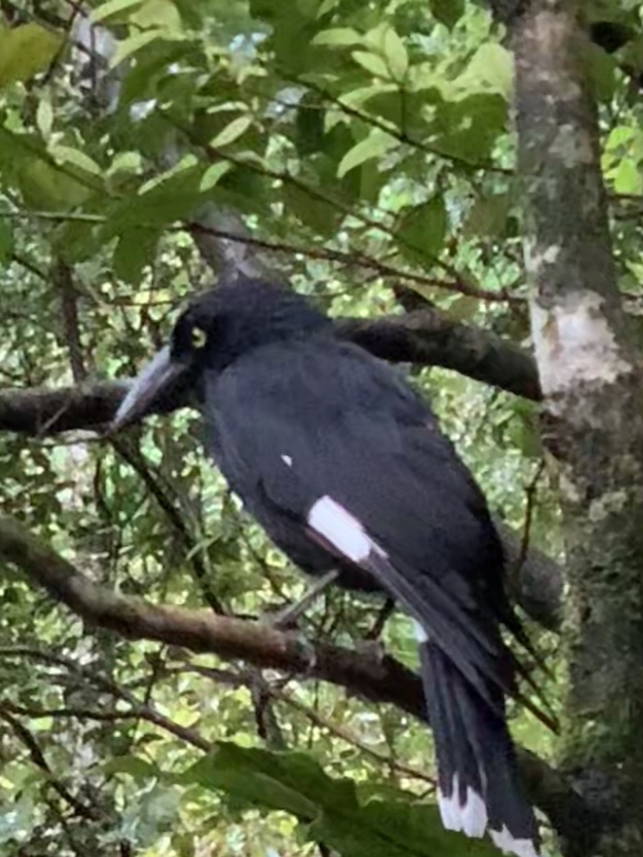 Pied Currawong - ML624181344