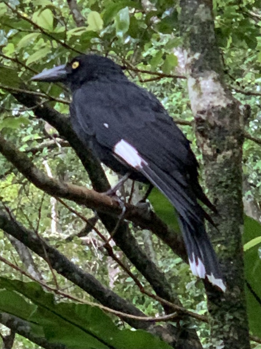 Pied Currawong - ML624181345