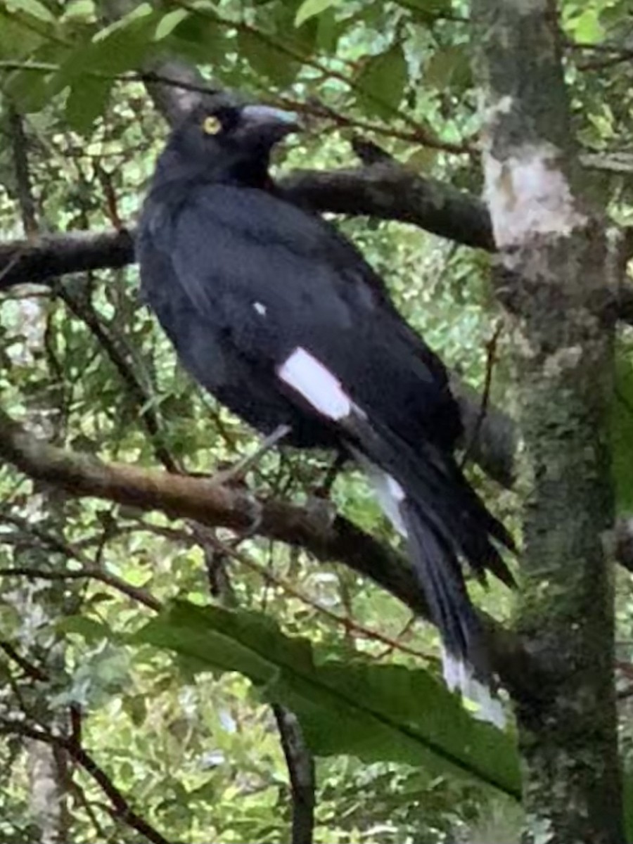 Pied Currawong - ML624181346