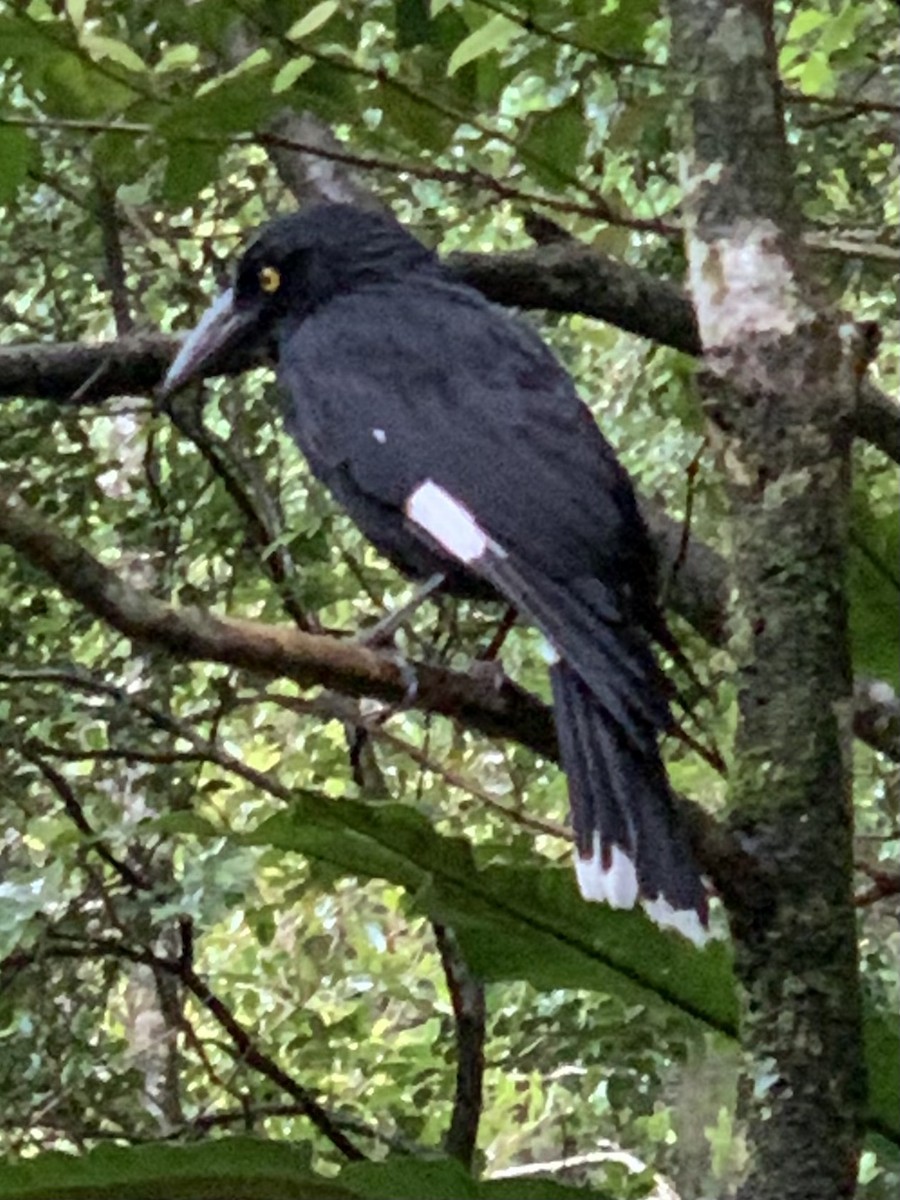 Pied Currawong - ML624181347