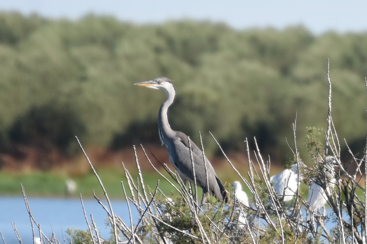 Gray Heron - José  Branco