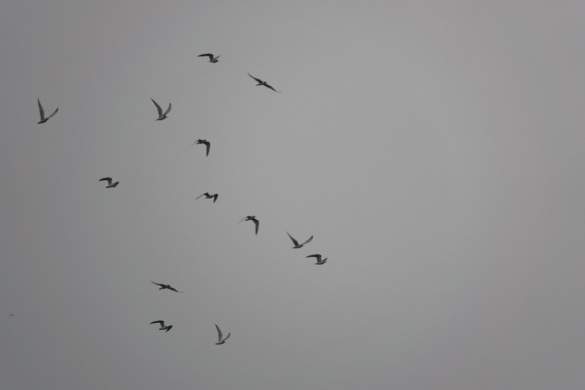 Whiskered Tern - ML624181350