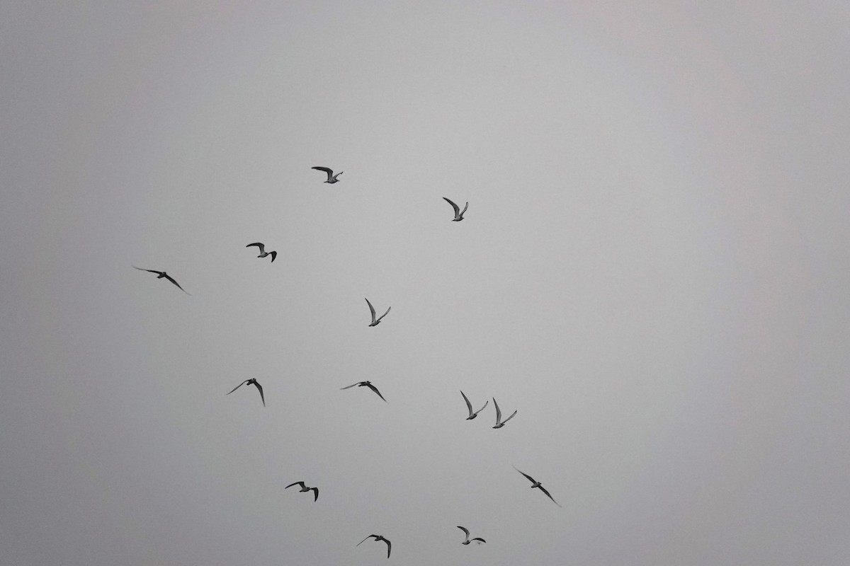 Whiskered Tern - ML624181351