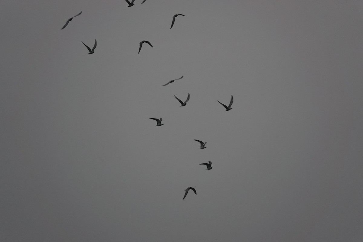 Whiskered Tern - Sagarika gupta