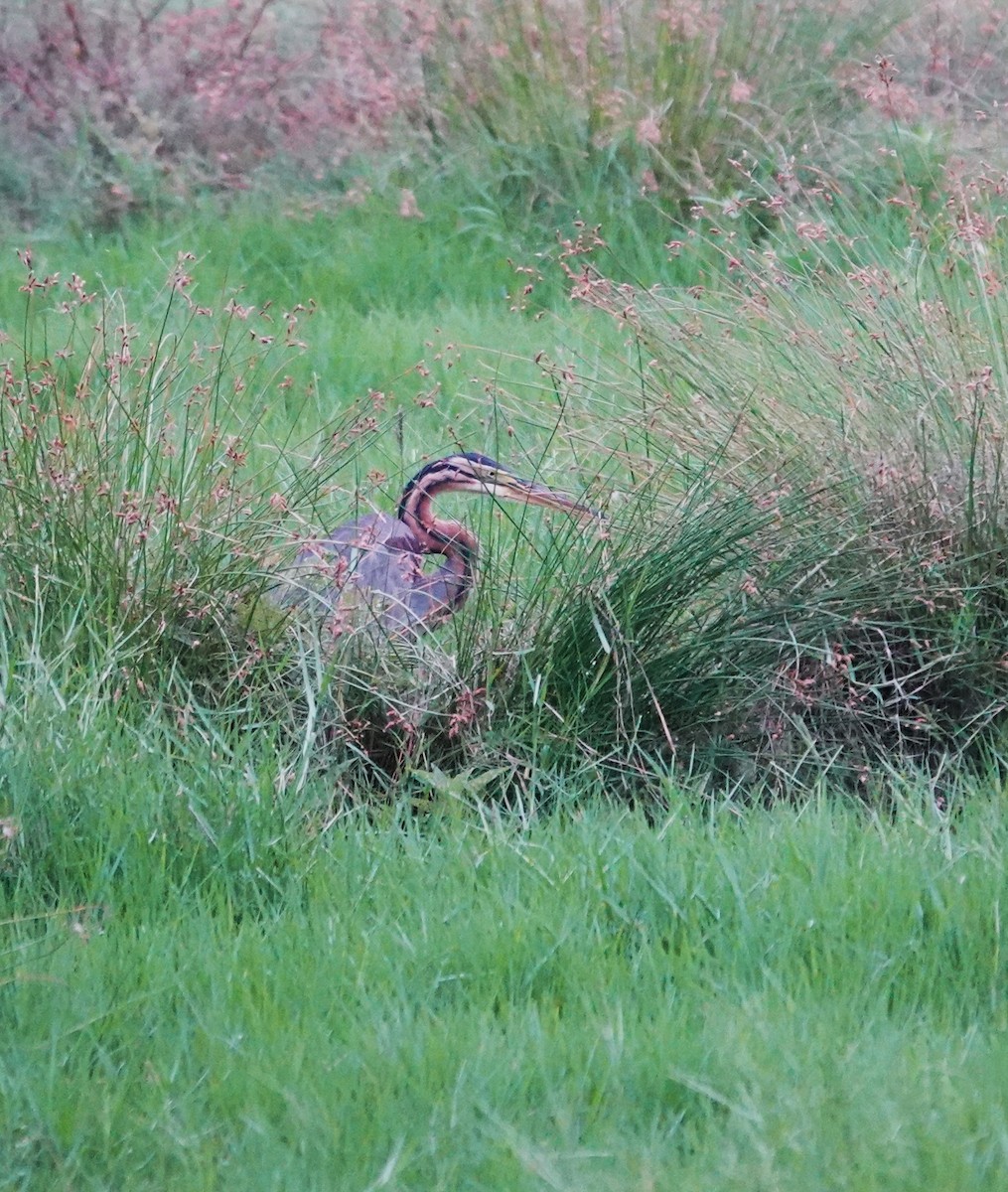 Purple Heron - ML624181355