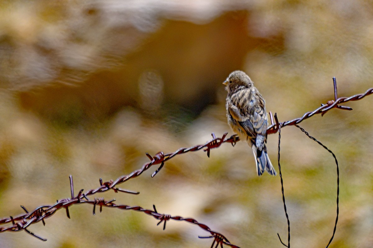 Black-headed Mountain Finch - ML624181358