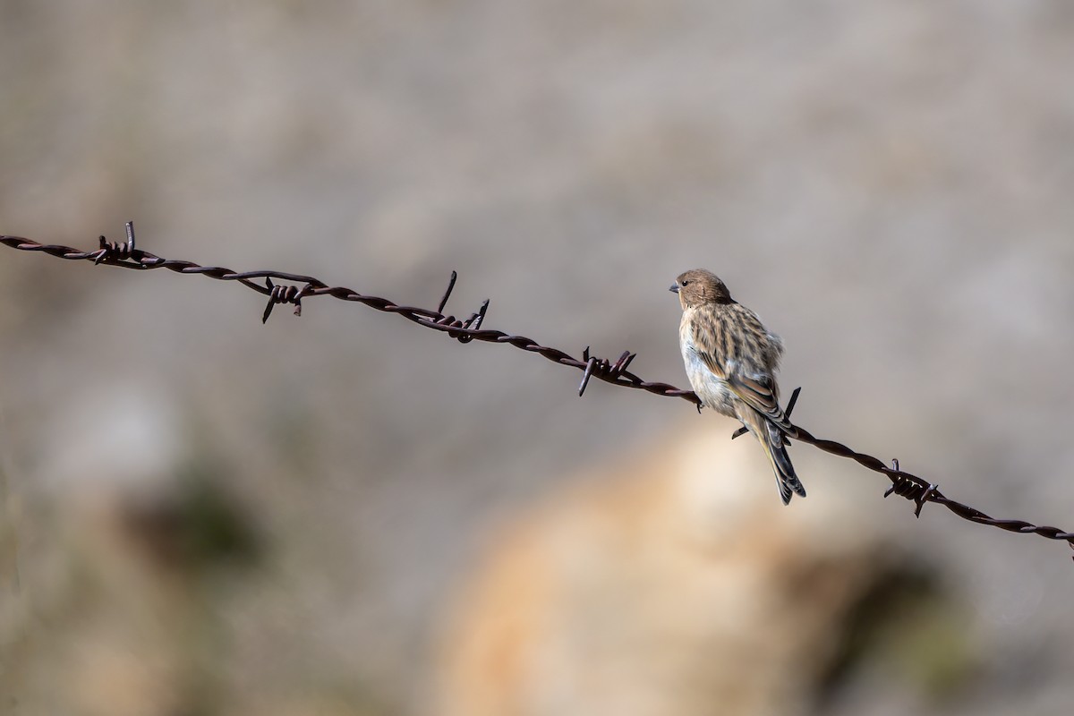 Black-headed Mountain Finch - ML624181359