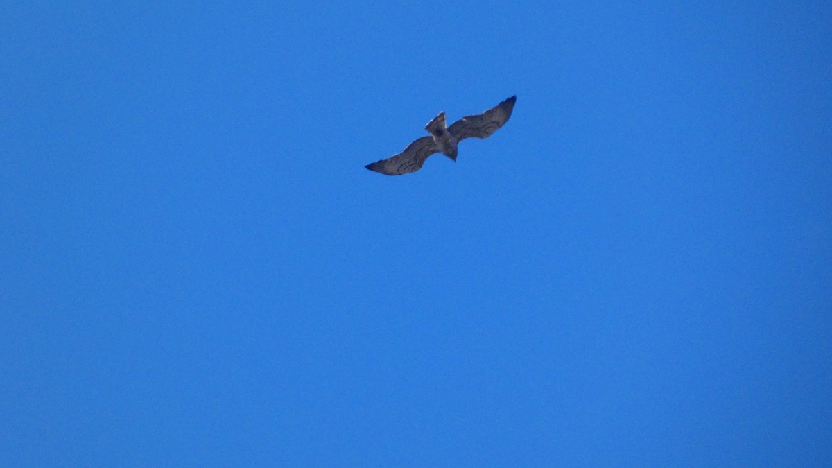 Short-toed Snake-Eagle - Juan Francisco Fernández Bravo