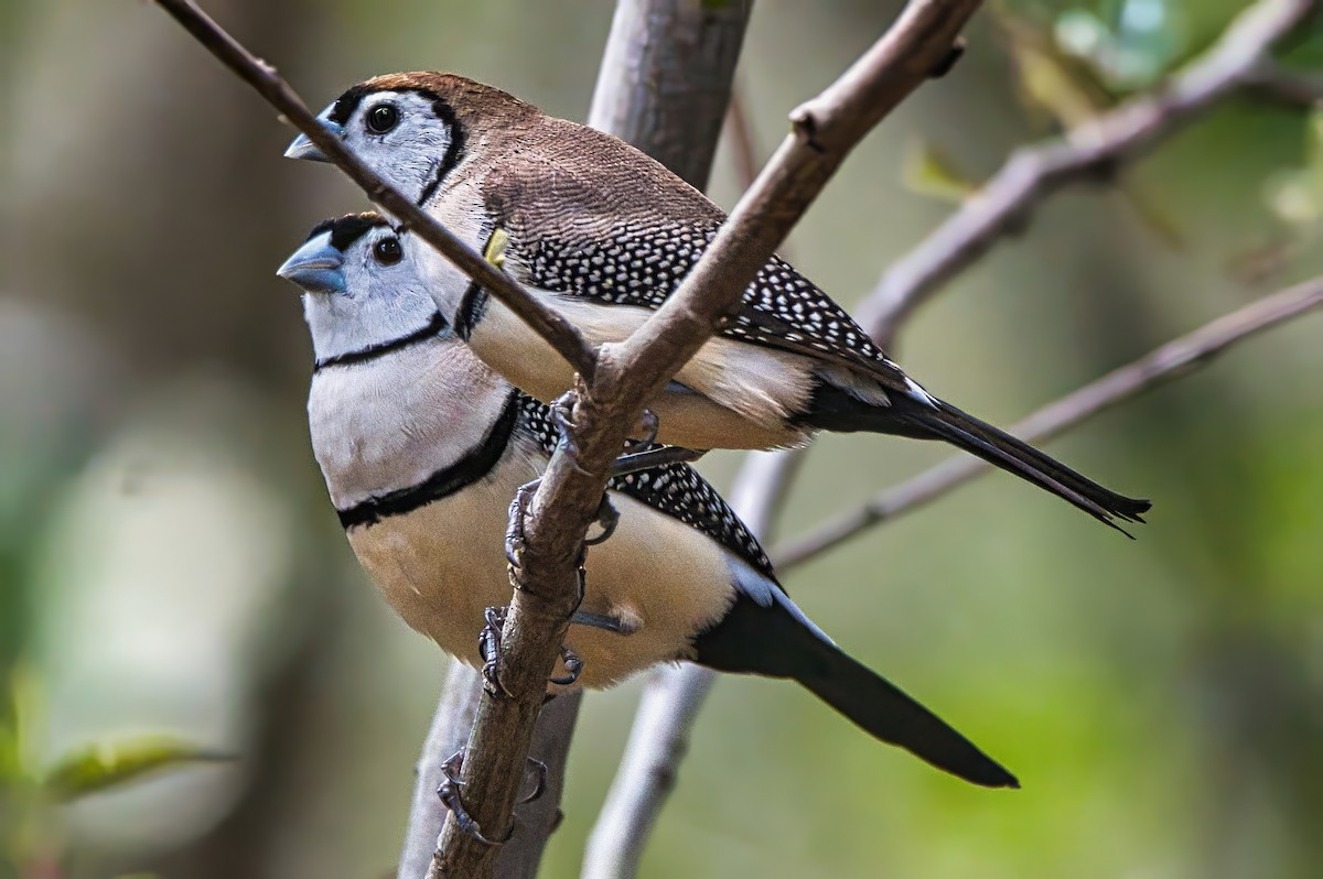 Double-barred Finch - ML624181371