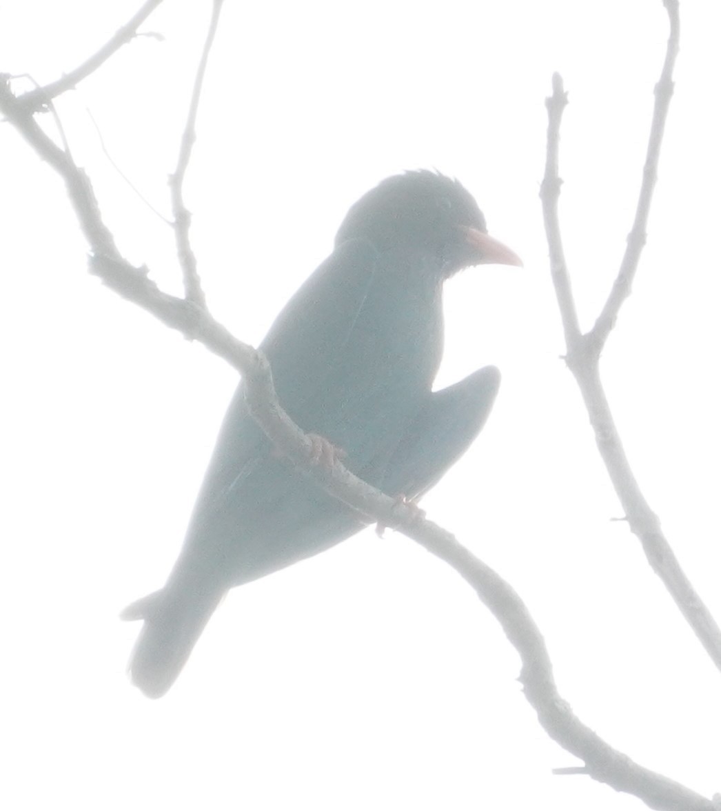 Dollarbird - ML624181377