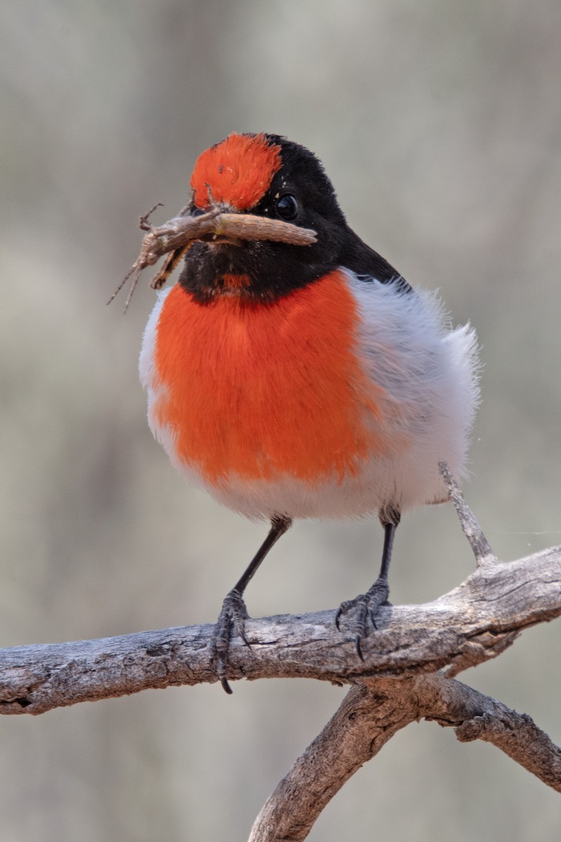 Red-capped Robin - ML624181380