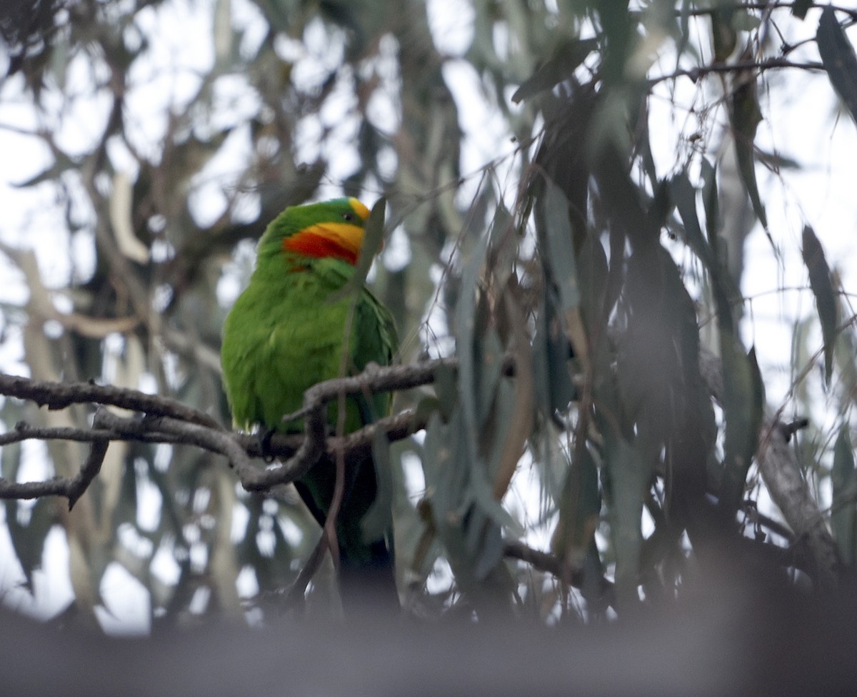 Superb Parrot - ML624181382