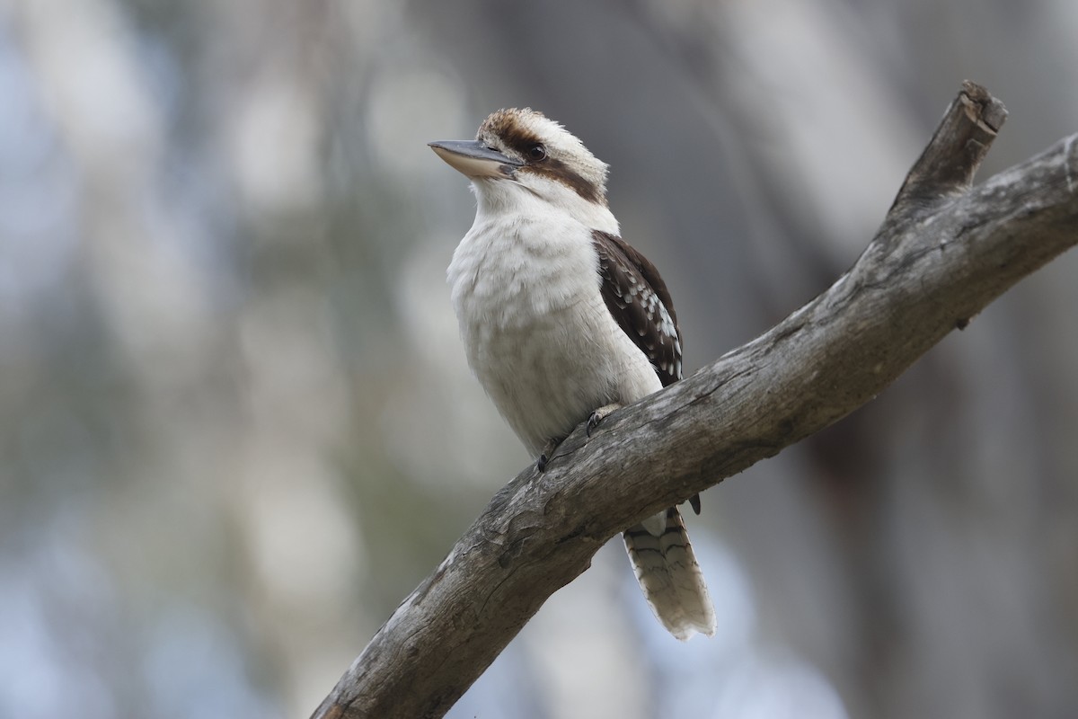 Laughing Kookaburra - ML624181384