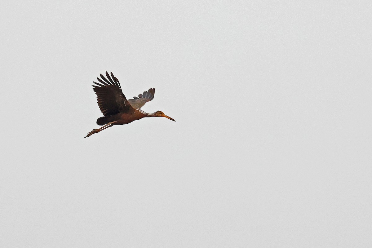 Limpkin (Brown-backed) - ML624181385