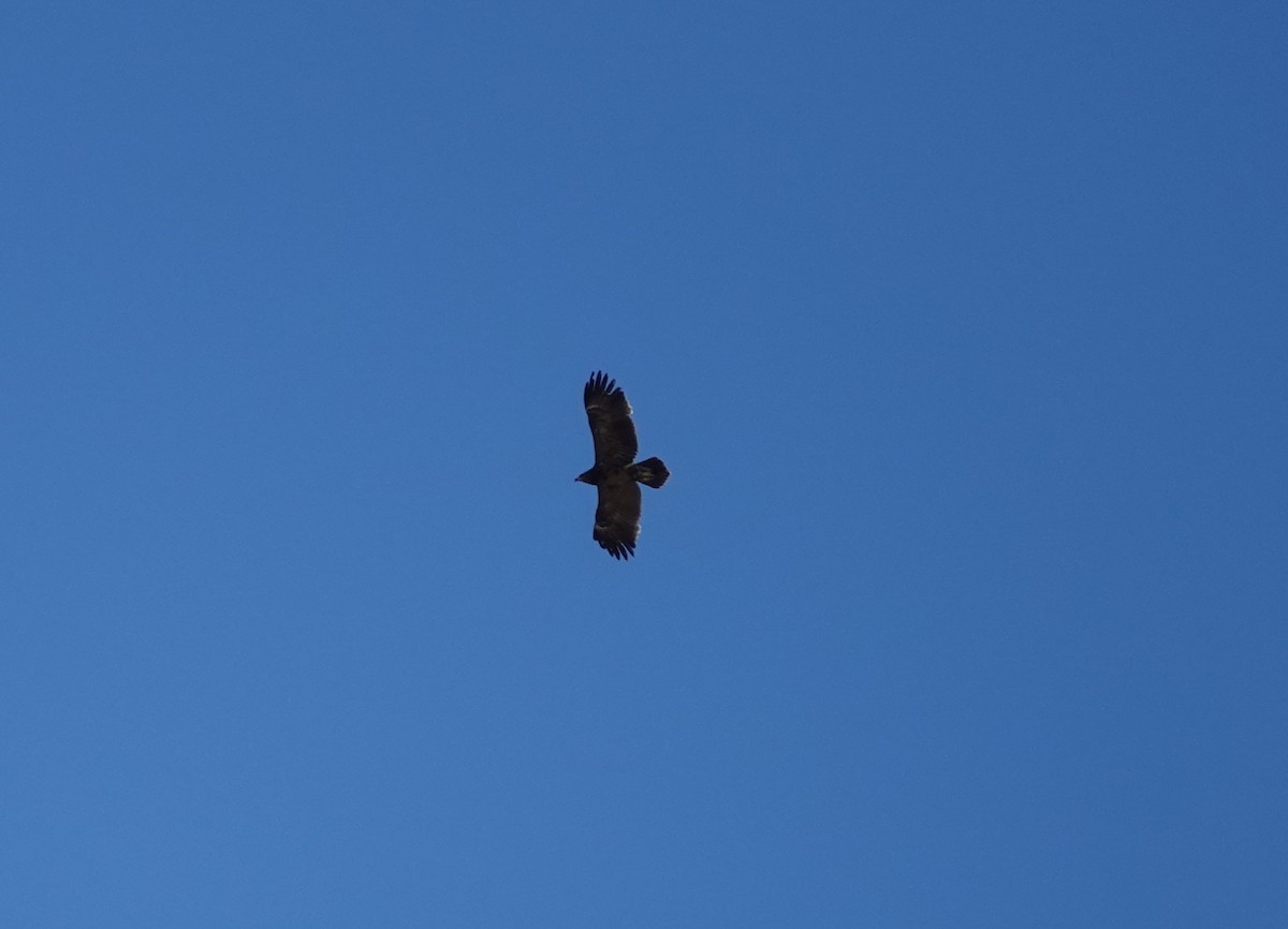 Lesser Spotted Eagle - Juan Ramírez
