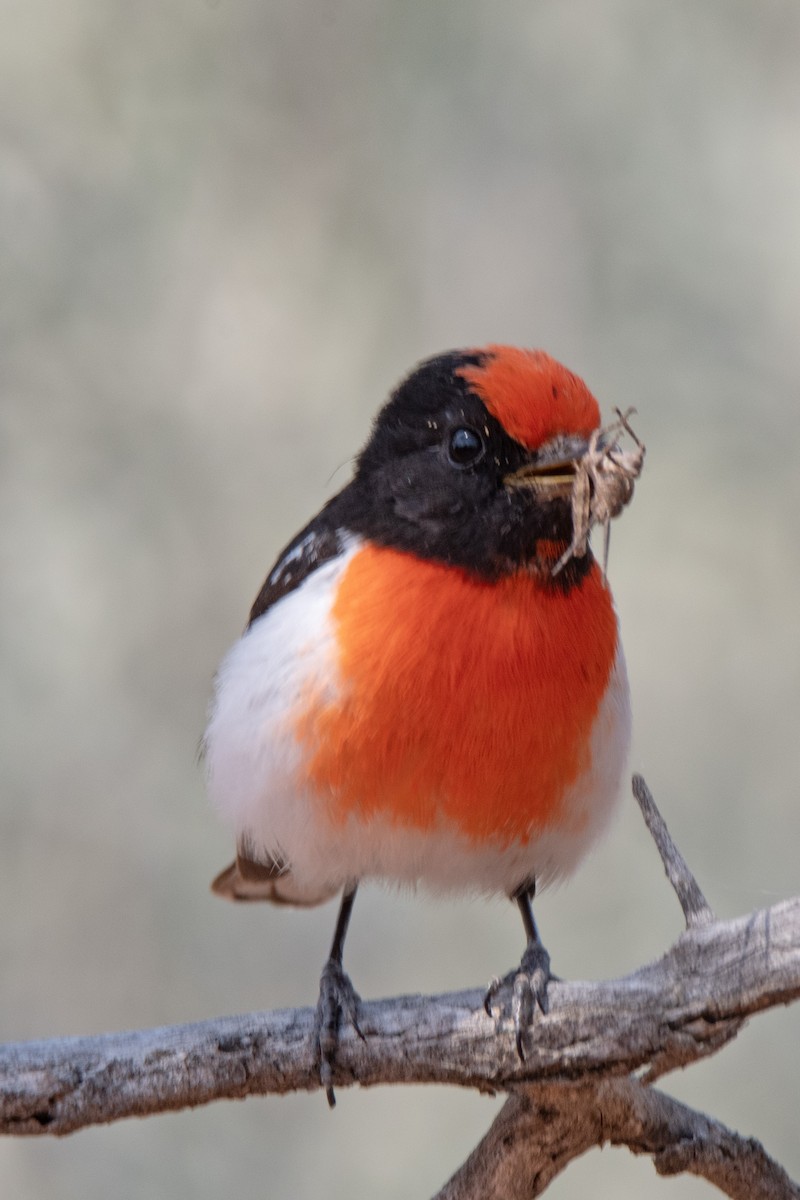 Red-capped Robin - ML624181387