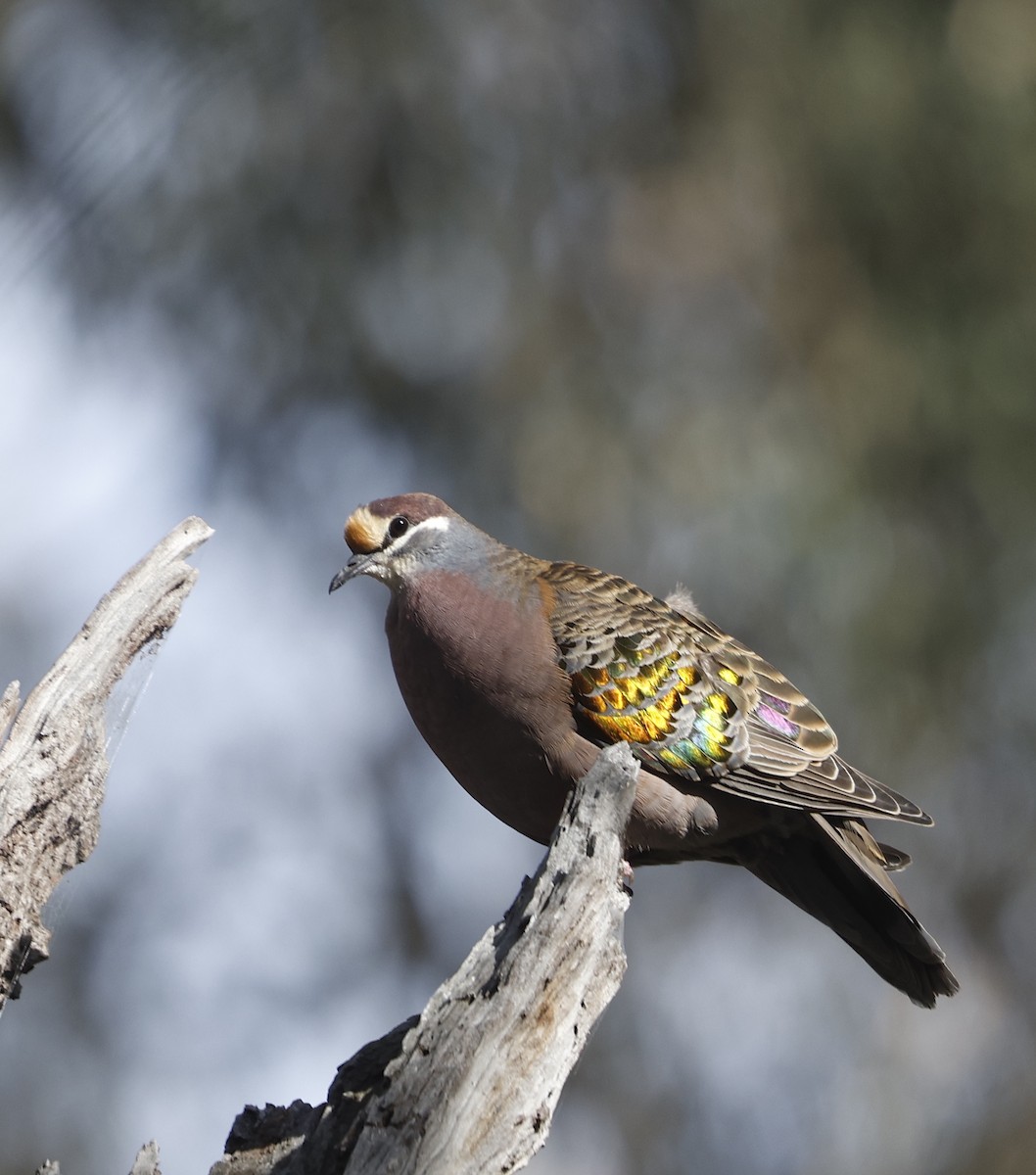 Common Bronzewing - ML624181388