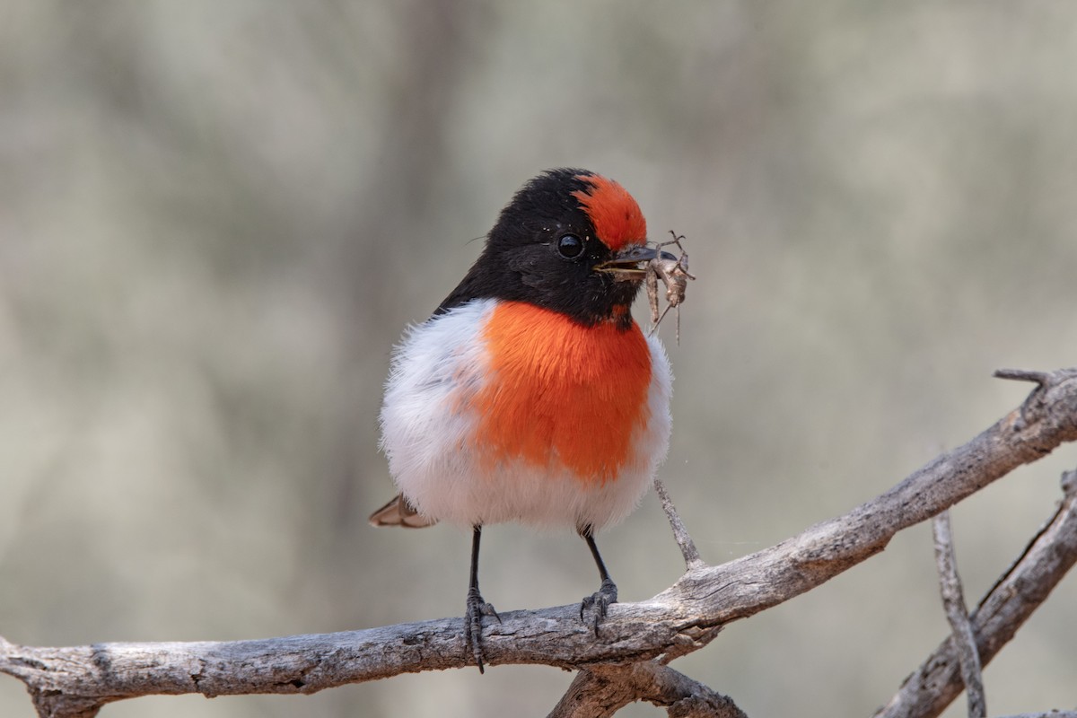 Red-capped Robin - ML624181393