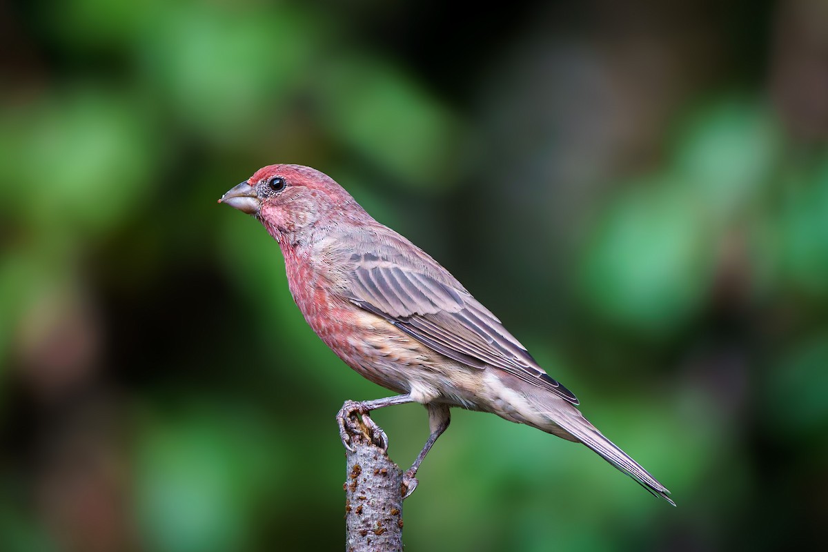 House Finch - ML624181395