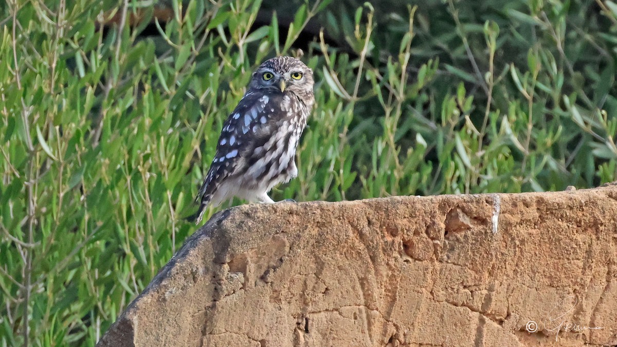 Little Owl - Gemma Kelleher