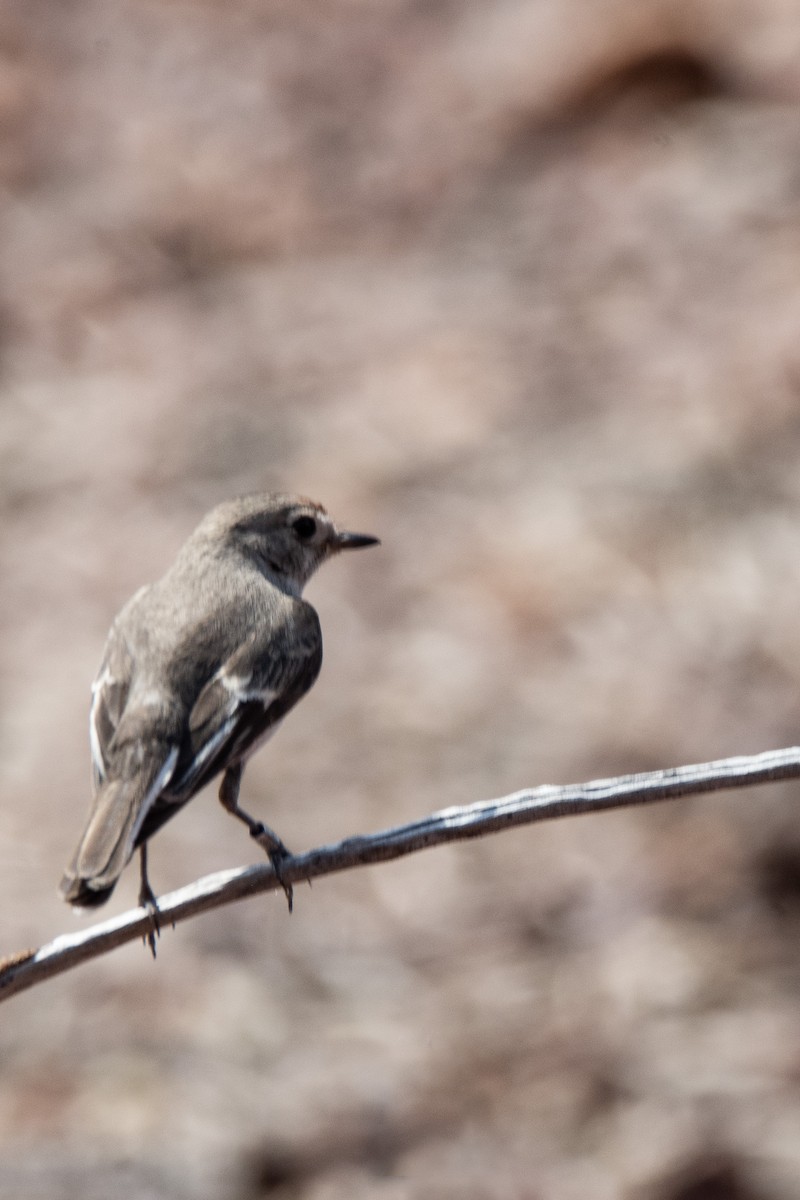 Red-capped Robin - ML624181399