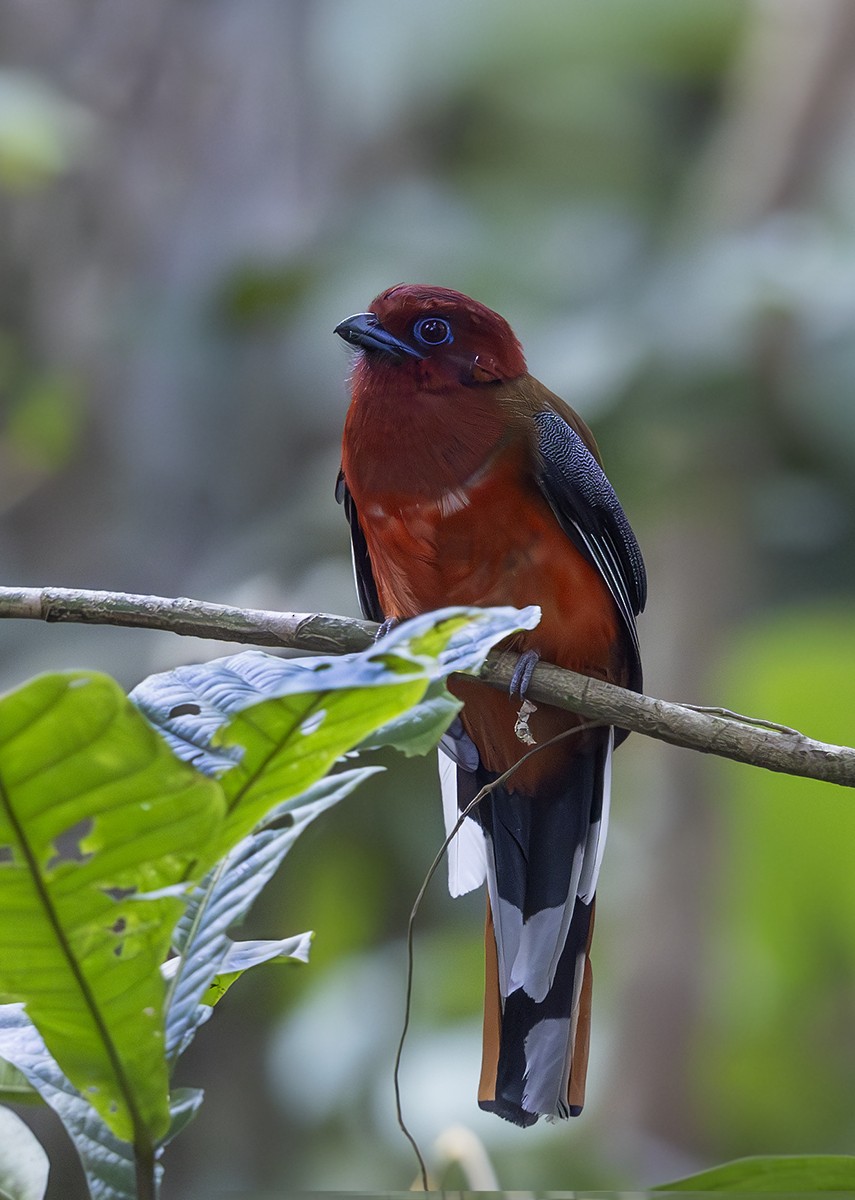 Red-headed Trogon - ML624181413