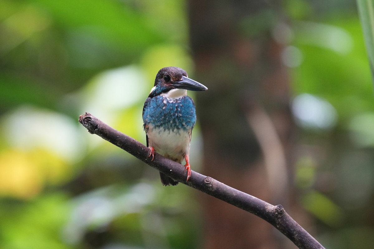 Malaysian Blue-banded Kingfisher - ML624181414
