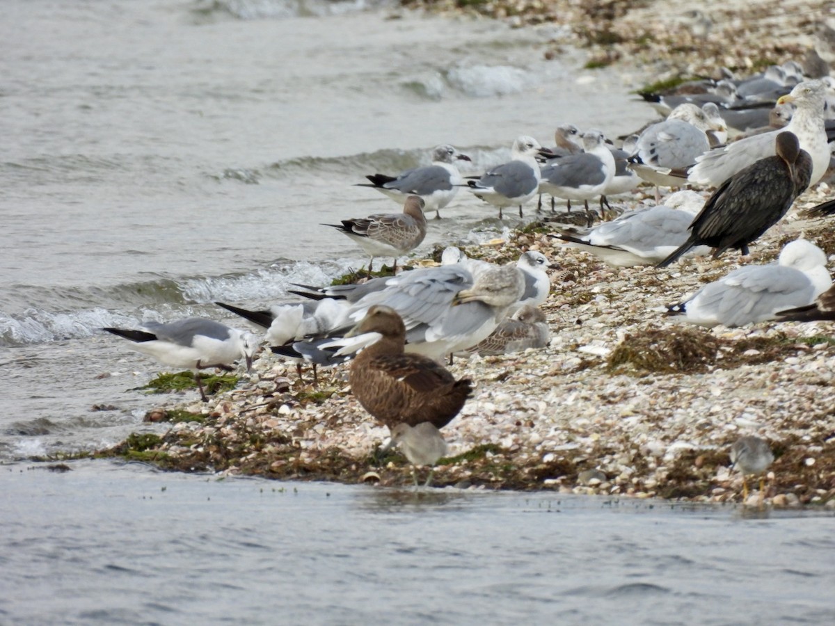 Common Eider - ML624181436