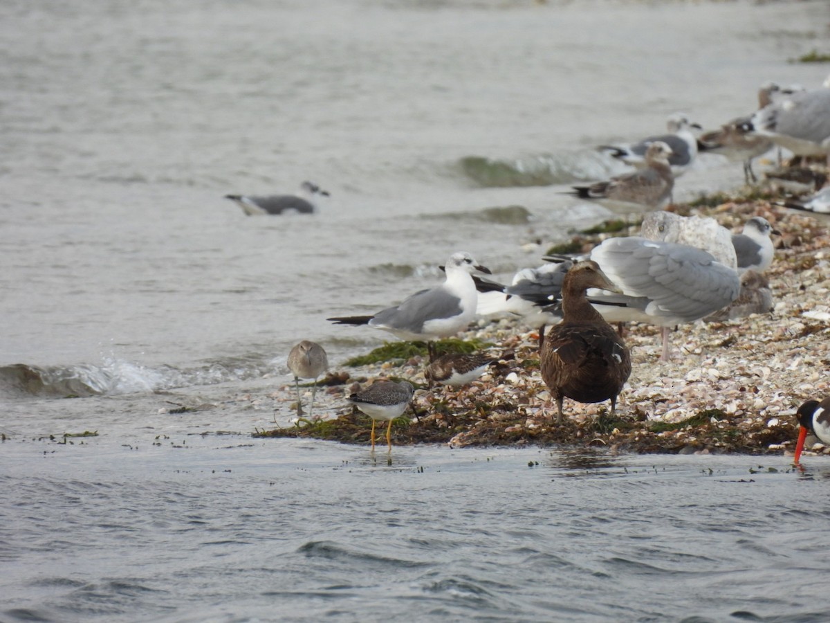 Common Eider - ML624181437