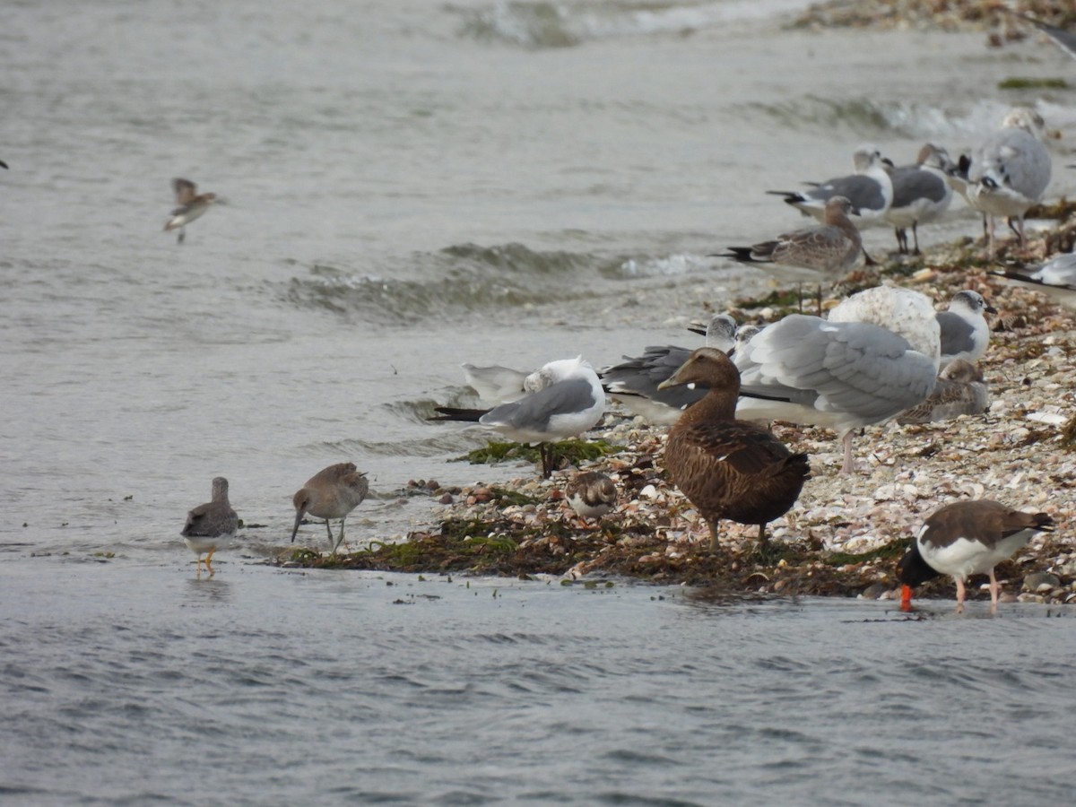 Common Eider - ML624181438