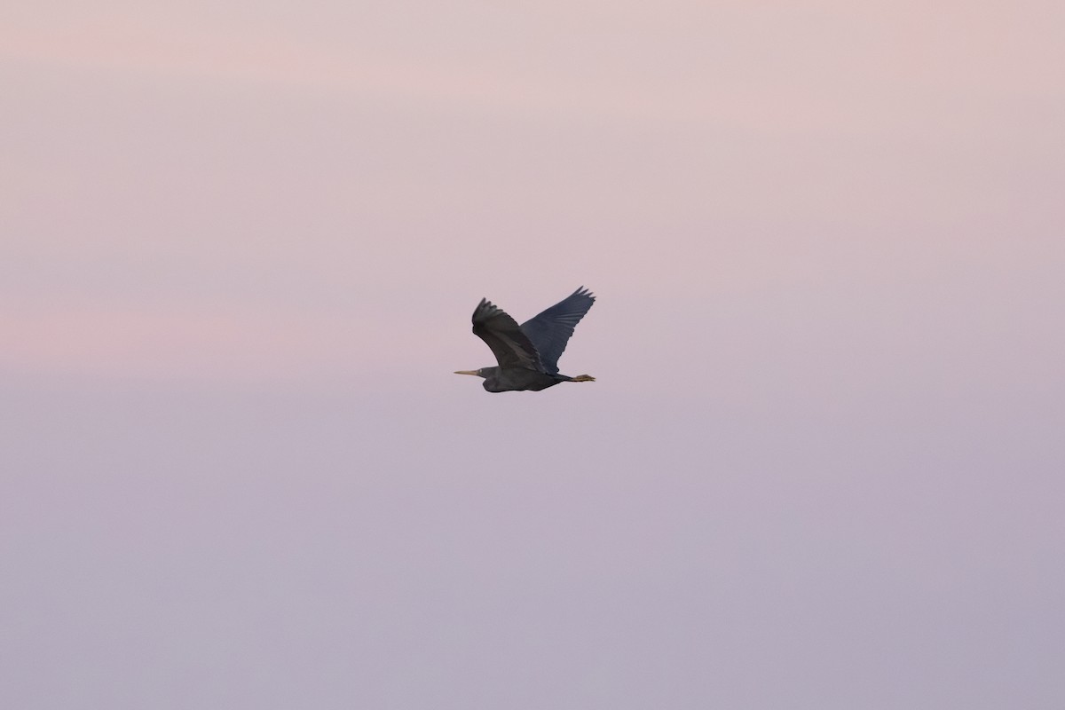 Pacific Reef-Heron - ML624181440